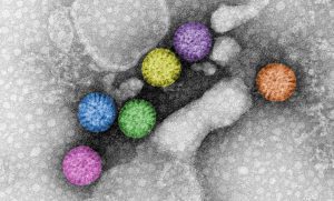 Rotavirus triple-layered particles. Rotavirus virions are triple-layered particles with icosahedral symmetry. The spike protein and the glycoprotein VP7 compose the external layer. Meanwhile, a unique component, VP6, is part of the middle layer. The VP2 icosahedral internal layer or virus core encapsidates the eleven dsRNA genome segments. All twelve vertices of inner core contain VP1-VP3 complexes. The image represents high-definition transmission electron microscopy of rotavirus triple-layered particles purified from cell culture. After glutaraldehyde fixation, the particles were stained phosphotungstate. Acquired images were colored using Adobe Photoshop. Courtesy of Catherine Eichwald, Institute of Virology, University of Zürich.