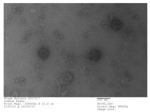 Bacteriophage discovered by Joshua Radey, in the SEA-PHAGES program, 2017. Microbacterium phage “Tiny Timothy” (Podoviridae). Courtesy of Joshua Radey and Maria D. Gainey, Western Carolina University.