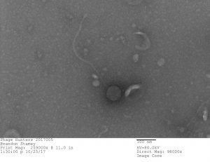 Bacteriophage discovered by Brandon Stamey, in the SEA-PHAGES program, 2017. Gordonia bacteriophage “Culver” (Siphoviridae). Courtesy of Brandon Stamey and Maria D. Gainey, Western Carolina University.